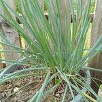 Allium fistulosum Foglia