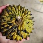 Annona mucosa Ovoce