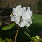 Rhododendron dauricum Virág