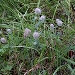 Trifolium arvense Libunga