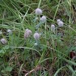 Trifolium arvense Habitus