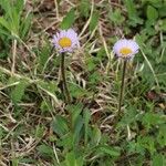 Erigeron thunbergii Fiore