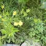 Potentilla simplex Leaf