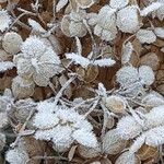 Hydrangea arborescens Blodyn