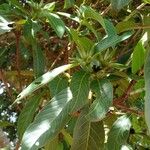 Alibertia edulis Blomma