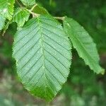 Carpinus betulus Leaf