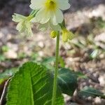 Primula elatiorFlower