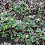 Anemone ranunculoides Habit