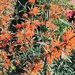 Leonotis leonurus عادت داشتن