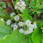 Angelica sylvestrisFlor