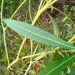 Nerium oleander Blad