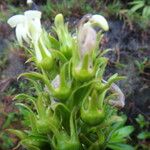 Lobelia stricta Çiçek