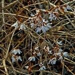 Abeliophyllum distichum Elinympäristö