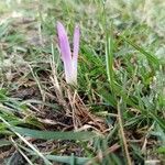 Colchicum montanumFlor