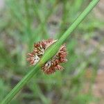 Juncus conglomeratus Leaf