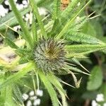 Cirsium vulgareBlüte