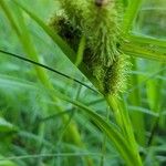 Carex frankii Fruit