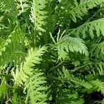 Tanacetum macrophyllum Leaf