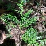 Asparagus racemosus Blad