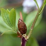 Rhododendron yunnanense Altro