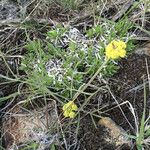 Lomatium triternatum Habit