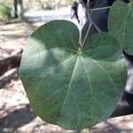 Cercis siliquastrum Blad