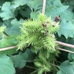 Xanthium orientale Plod