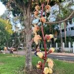 Barringtonia racemosa Vrucht