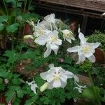 Aquilegia pubescens Flor