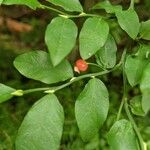 Vaccinium parvifolium Blad