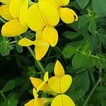 Lotus tenuis Λουλούδι