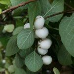 Symphoricarpos albus موطن