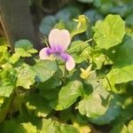 Viola hederacea Blomma