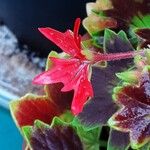 Pelargonium inquinans Flower