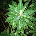 Euphorbia stygiana Hoja
