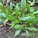 Ayapana triplinervis Leaf