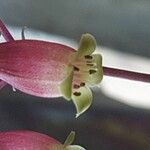 Kalanchoe miniata Flor