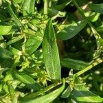 Symphyotrichum dumosum Leaf