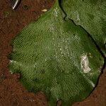 Antrophyum mannianum Hoja