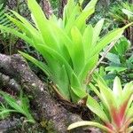 Tillandsia australis Habit