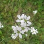 Saxifraga bulbifera Flower