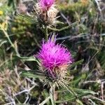 Klasea pinnatifida Flower