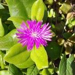 Mesembryanthemum cordifolium Blüte