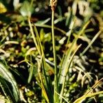 Carex scirpoidea Vekstform
