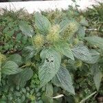 Acalypha aristata Hoja