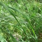 Bromus sterilis Листок