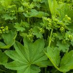 Alchemilla vulgaris Blad