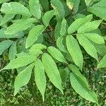 Sambucus racemosa 葉
