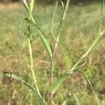 Tragopogon orientalis Leaf