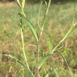 Tragopogon orientalis Blad